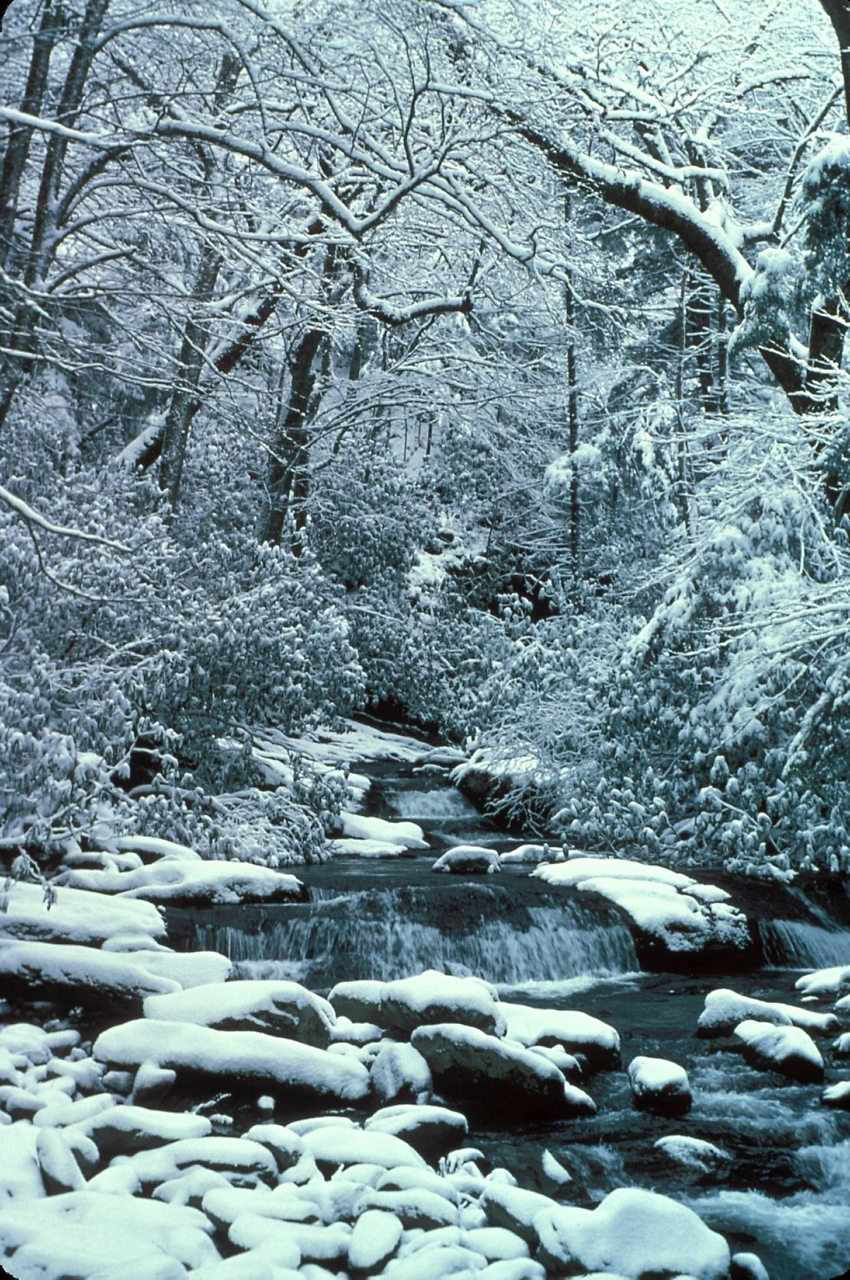 With Bears in Winter