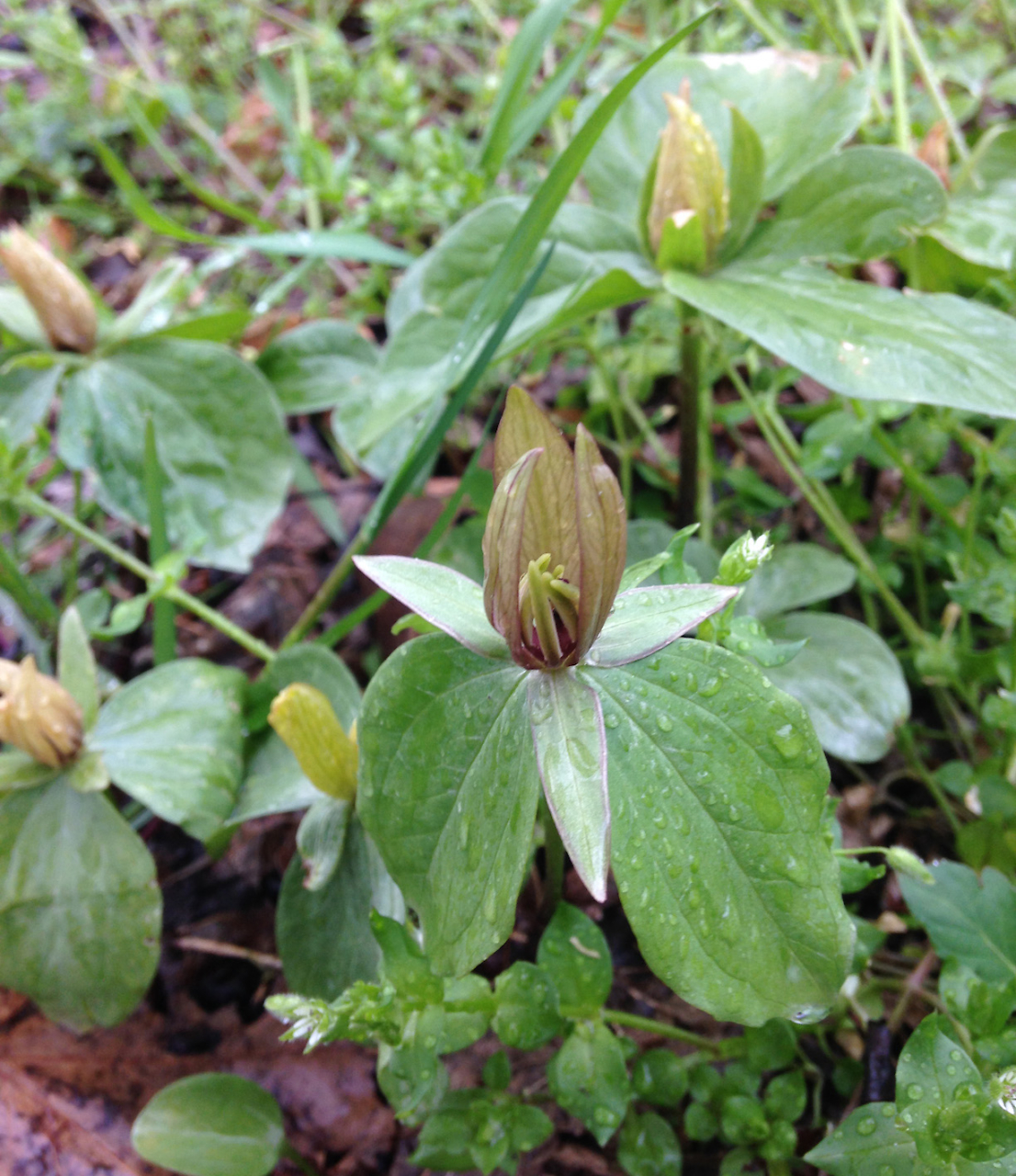 Among the Pollinators