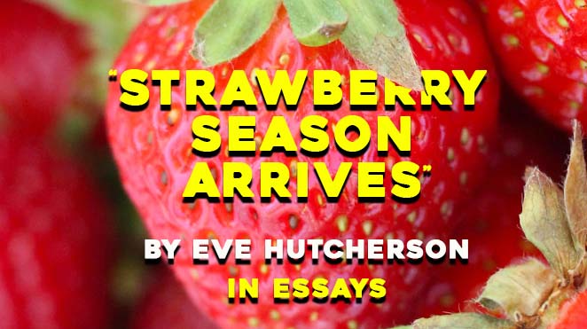 Strawberry Season Arrives