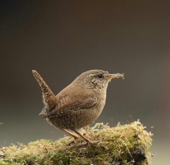 The Vanishing Birds