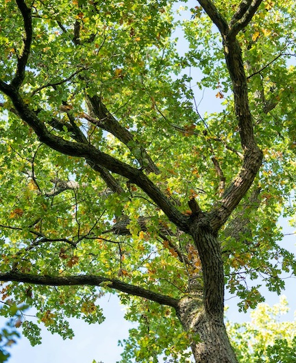 Confessions of the Tree Survey